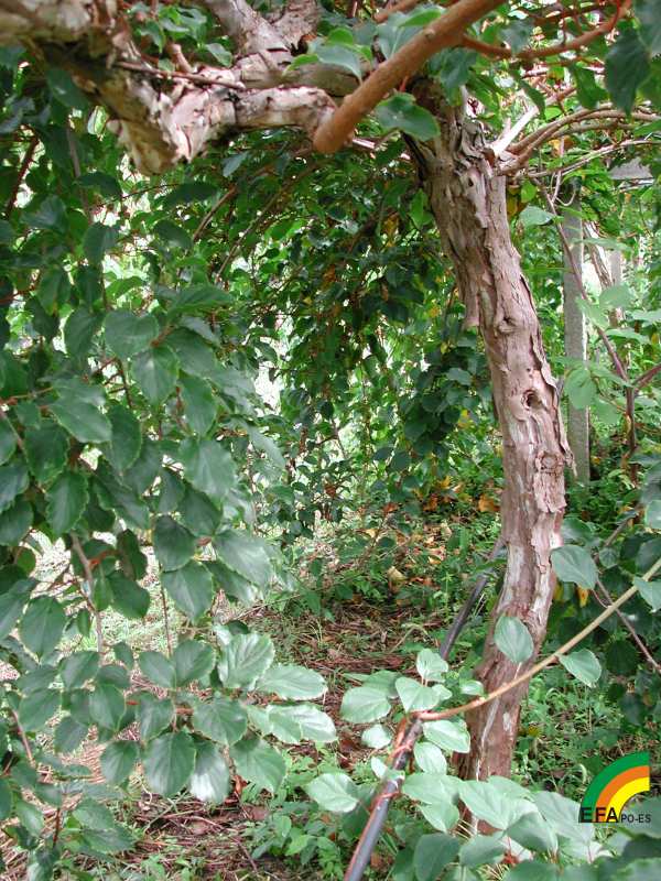 Kiwiño (Actinidia arguta) - Planta de 12 años.jpg